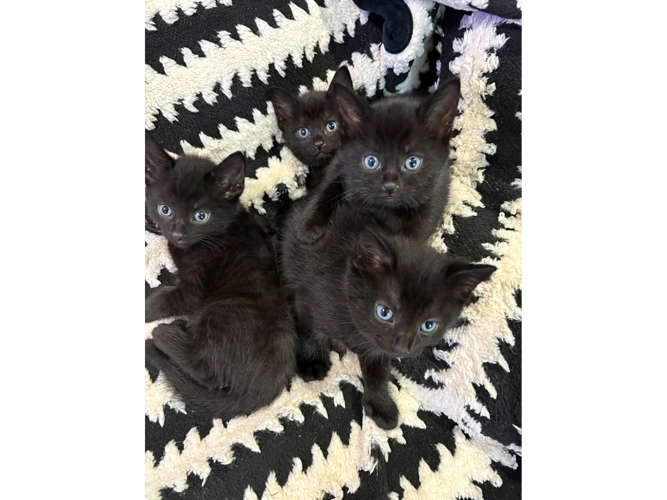 Kittens