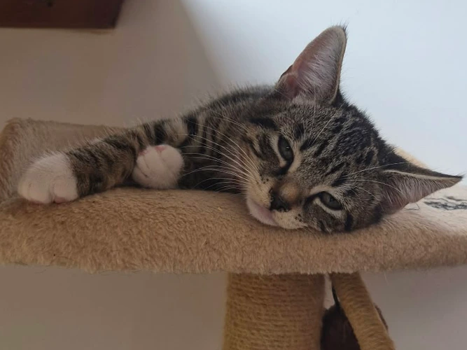 Leo