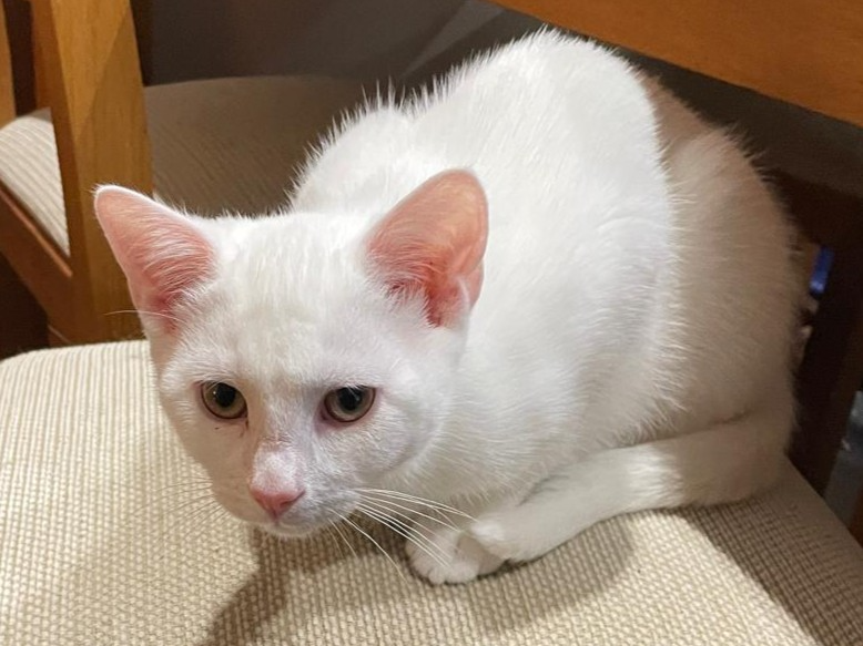 Star — Domestic Cat