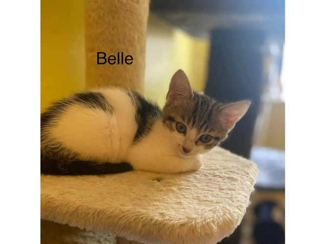 Belle