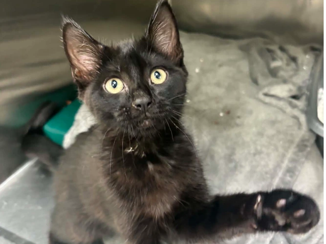 Sooty