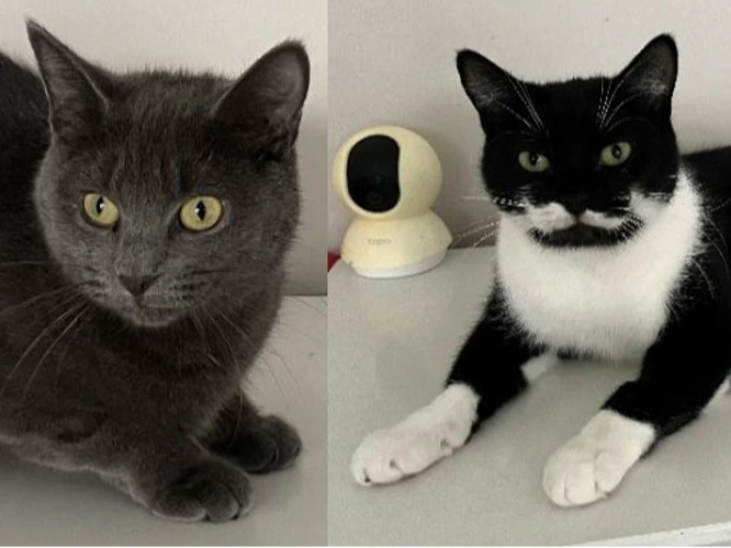 Layla and Molly  (PAIR)