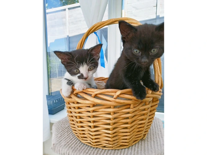 Kittens