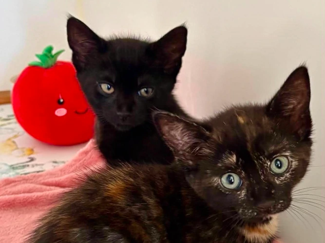 Kiwi and Peaches