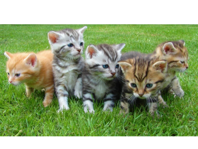 Kittens!