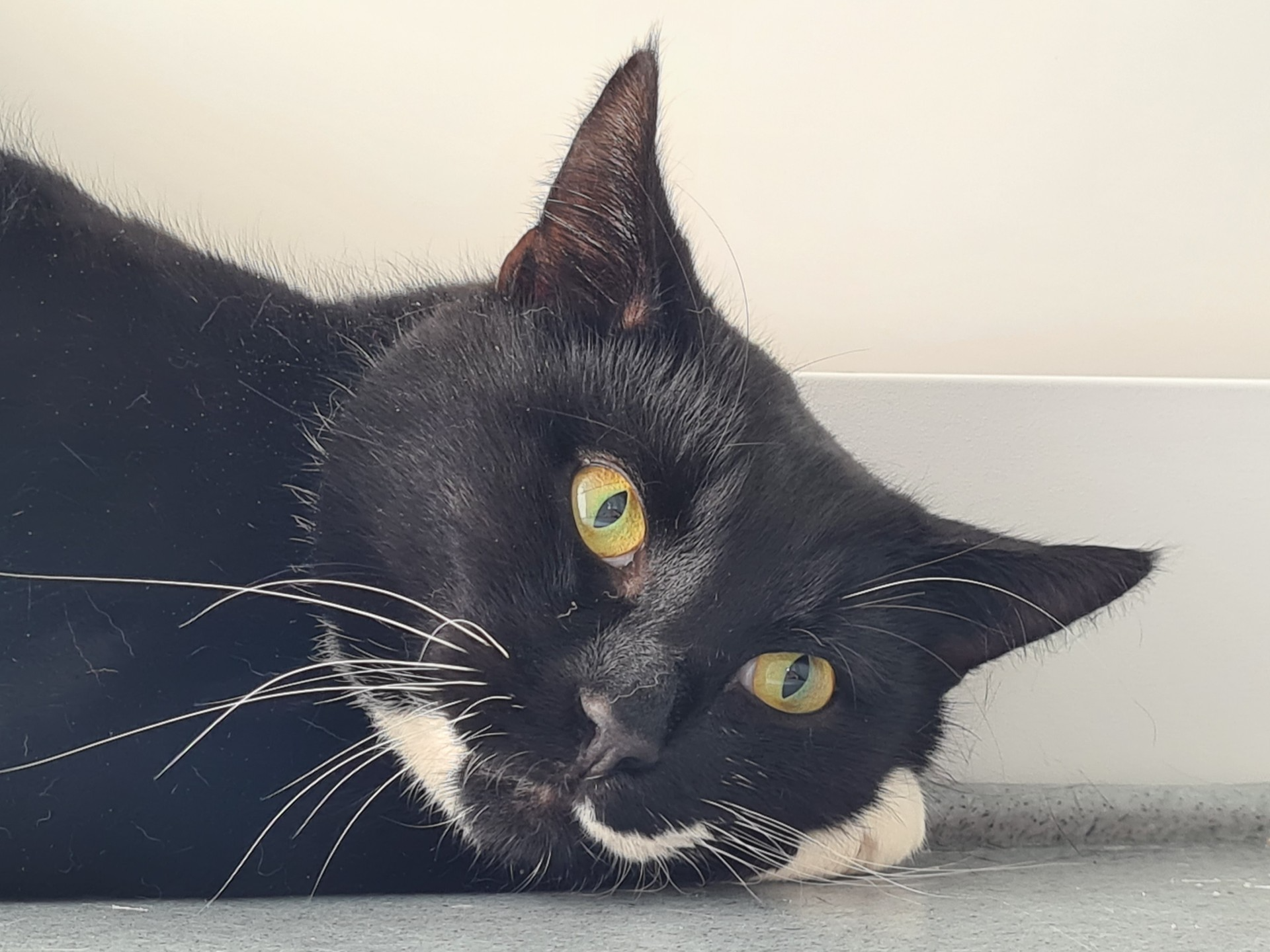 Collier — Domestic Cat