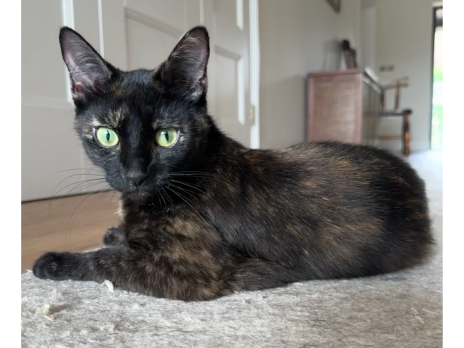 Callie