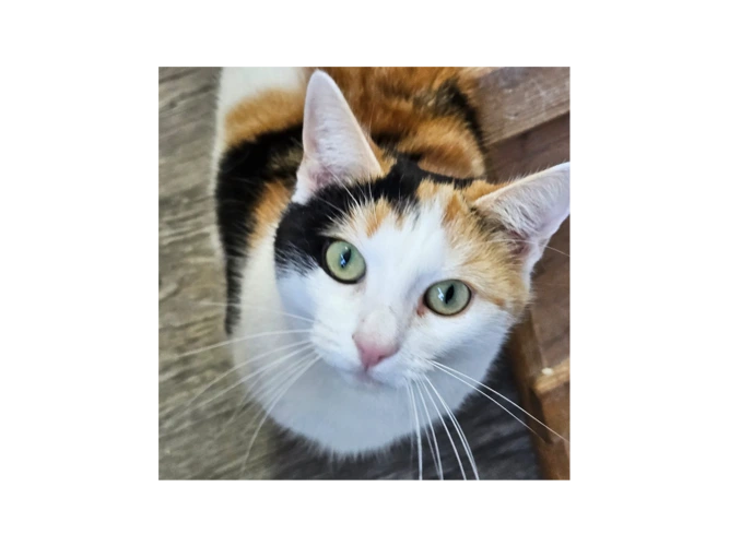 Pippa