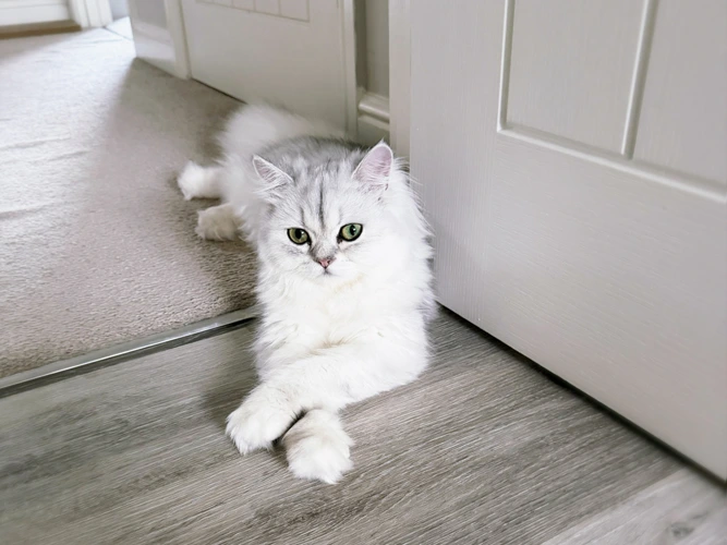 Furby