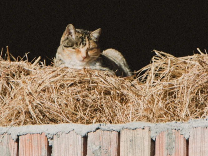 Barn, farm or garden cats