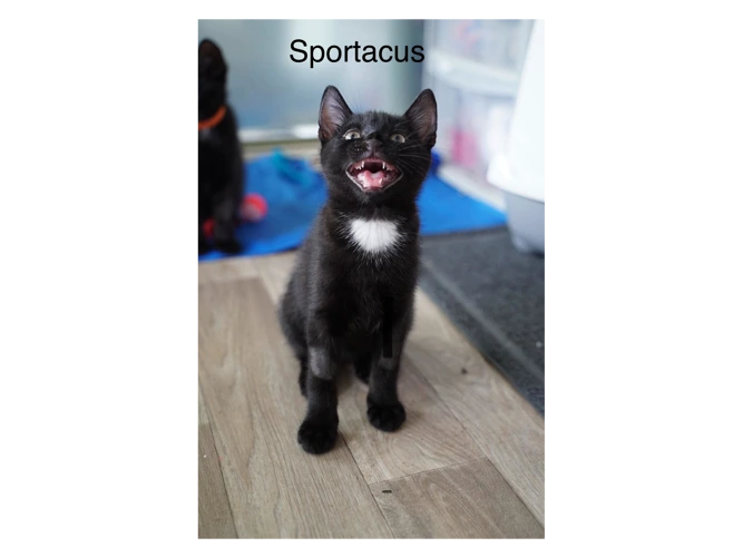 Sportacus