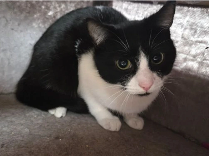 Mokka  (see also Java)