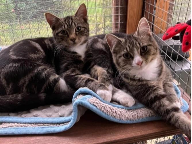 Bertie and Wooster