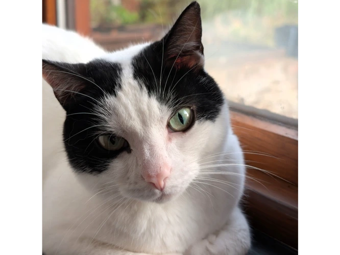 Cleo