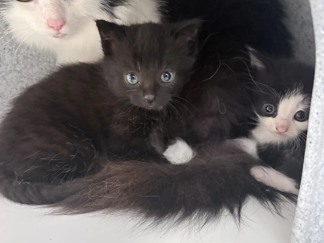 Tony and Blackie