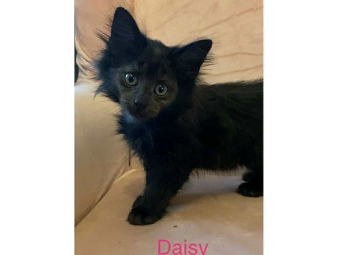 DAISY