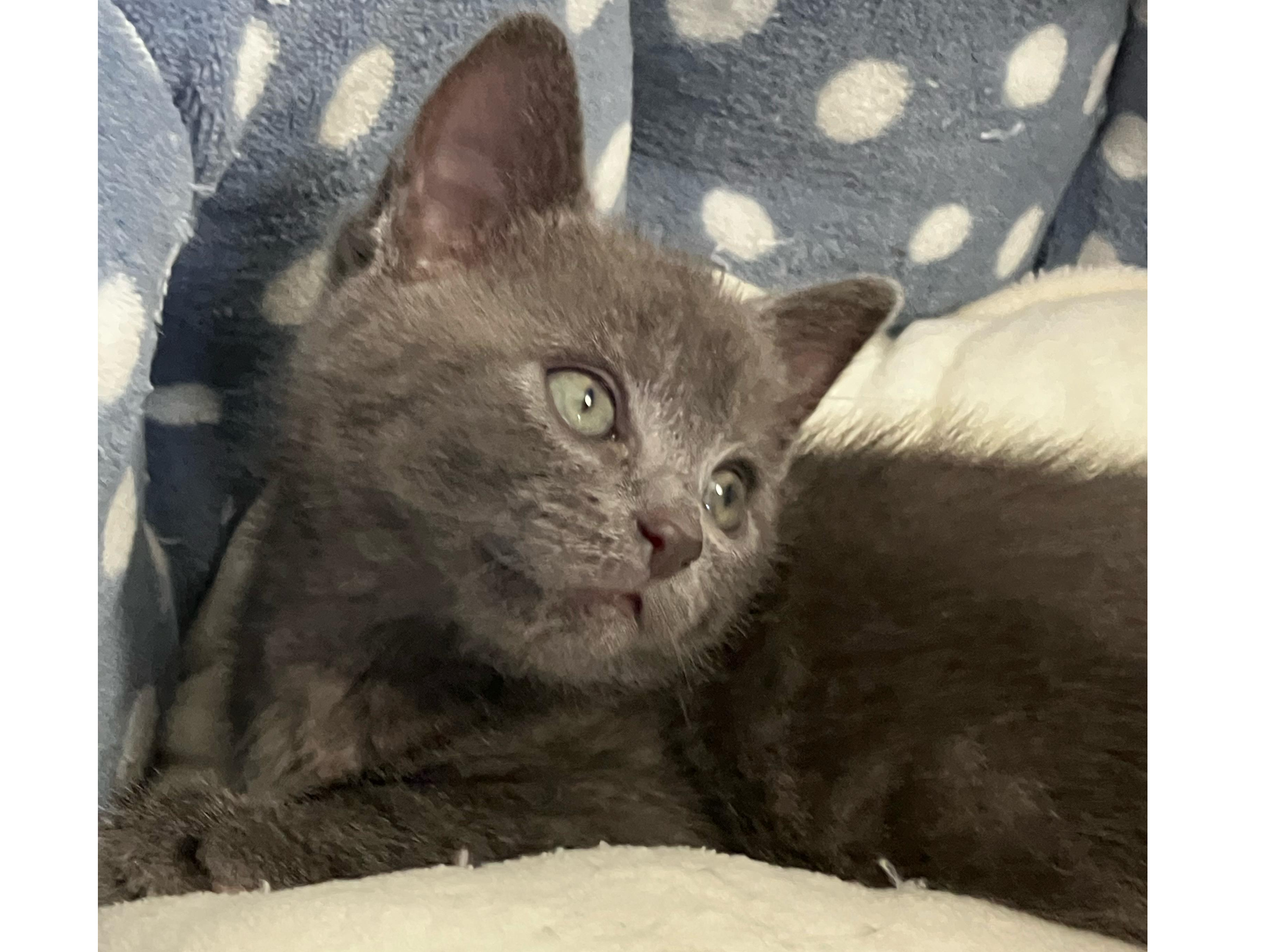 Lara — Domestic Cat