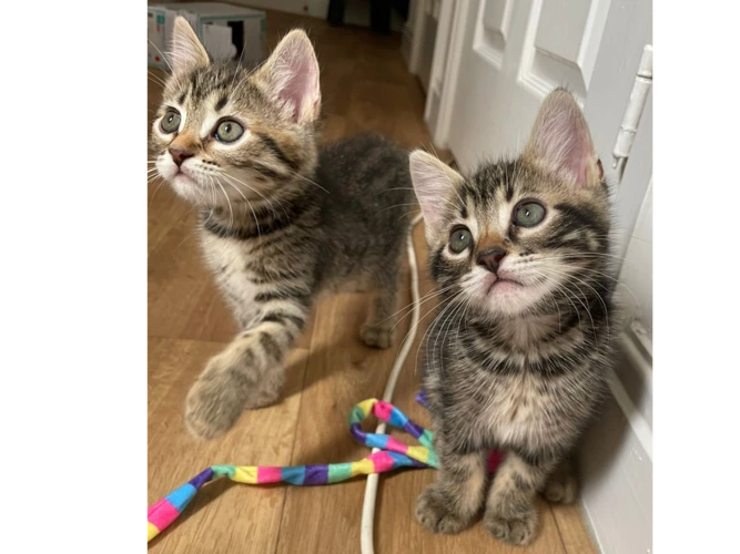 Tabby kittens ready for new homes