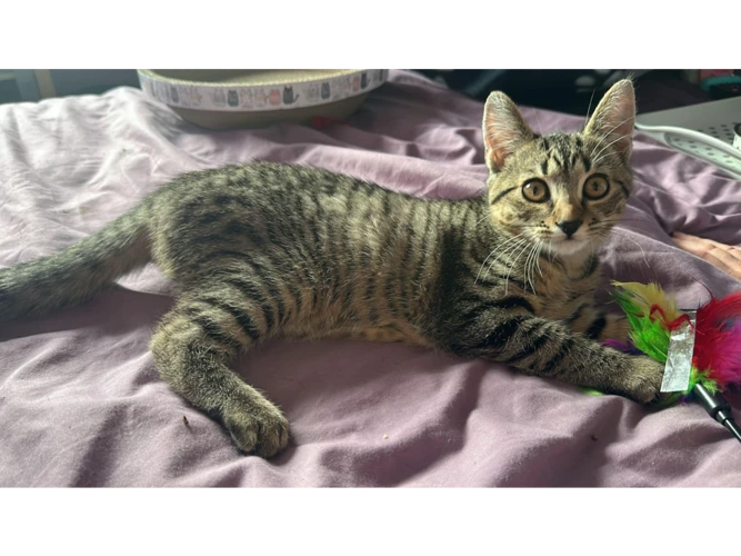 Sahara (and Gobi)