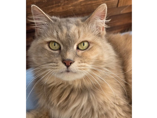 Lily