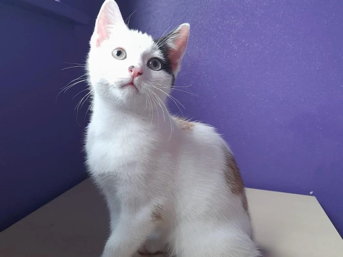 Summer's kittens