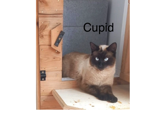 Cupid
