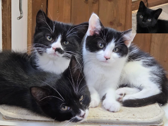 Mistletoe, Amaryllis & their brothers Spruce & Cypress.