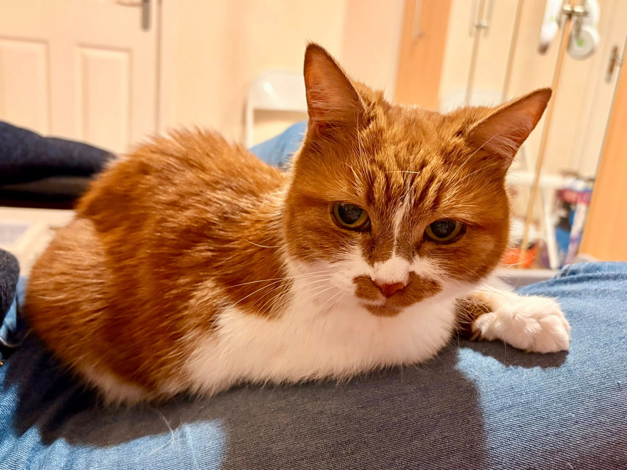 MISSY — Domestic Cat