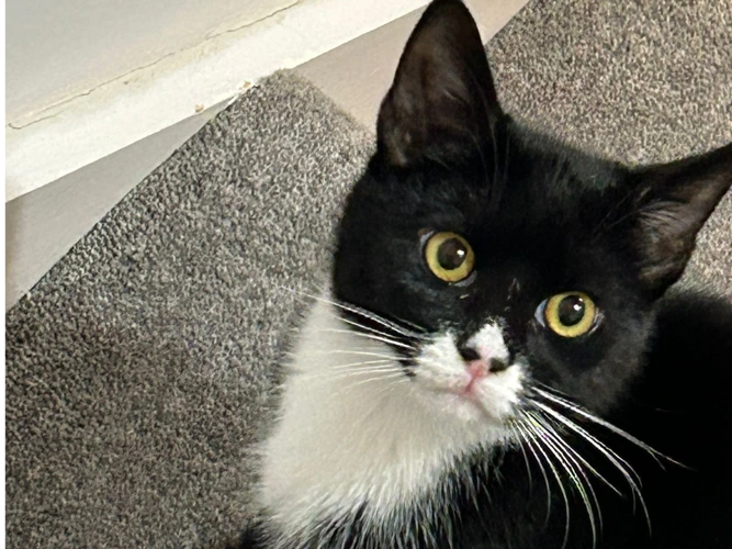 Saffron of Merlin & Saffron