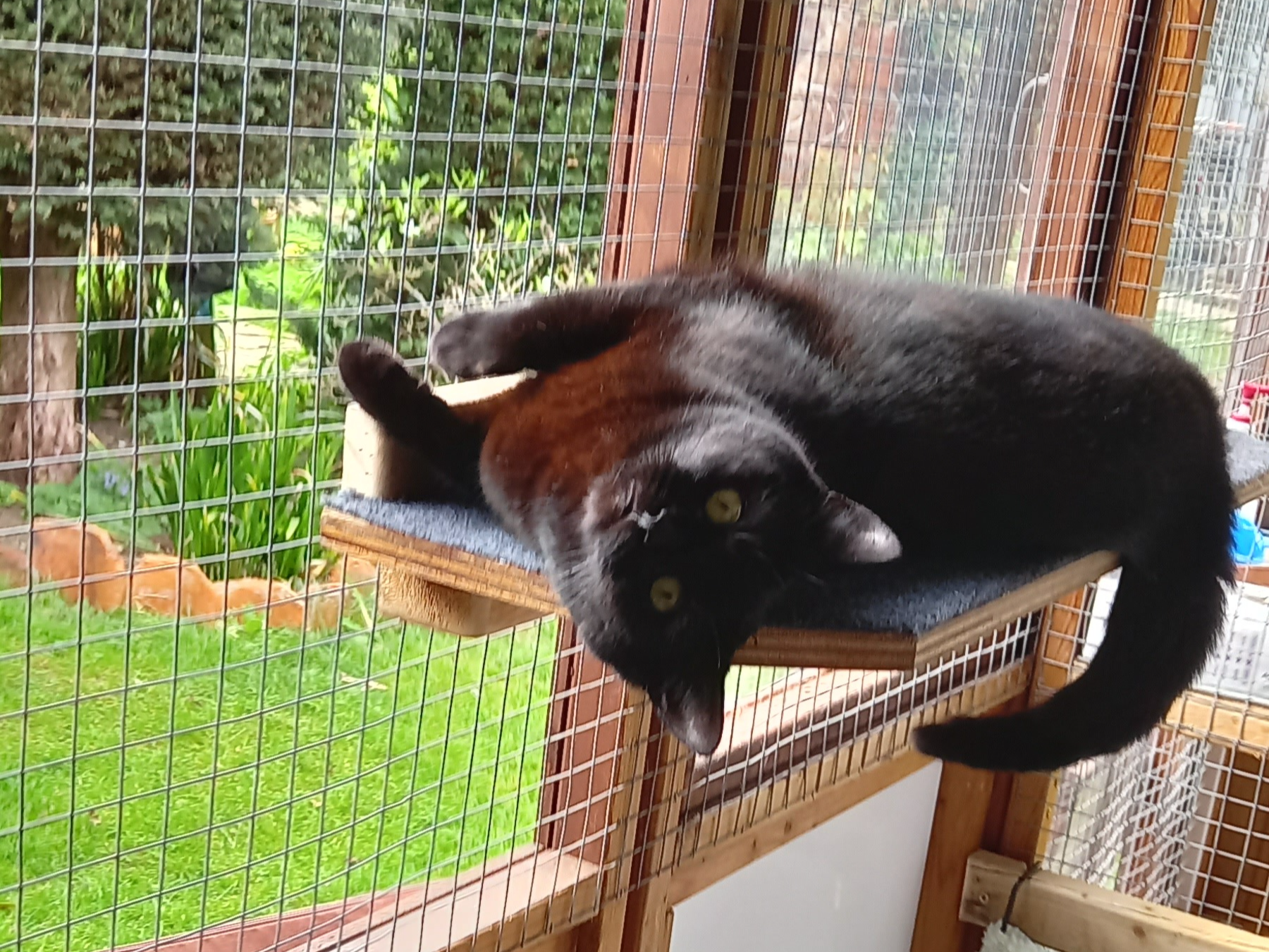 Cola — Domestic Cat