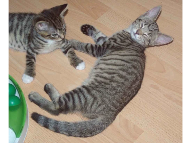 FOUR KITTENS