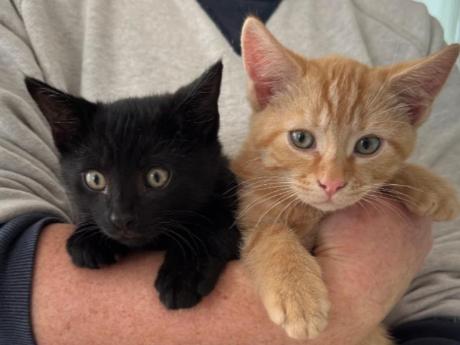 Ziggy & Mouse