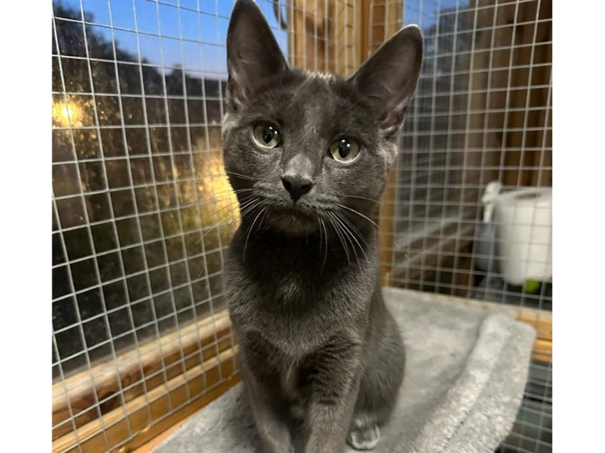 7-month-old Halo
