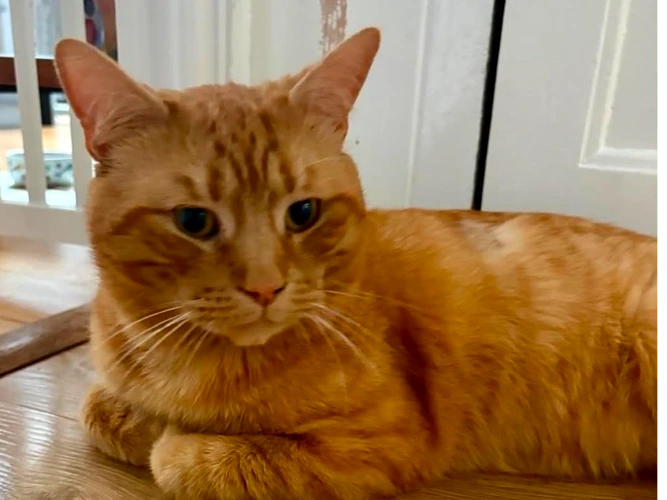 Chewie