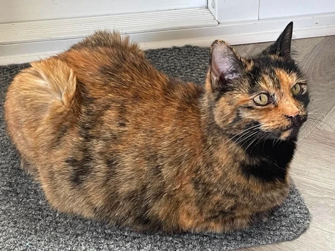 MAGGIE