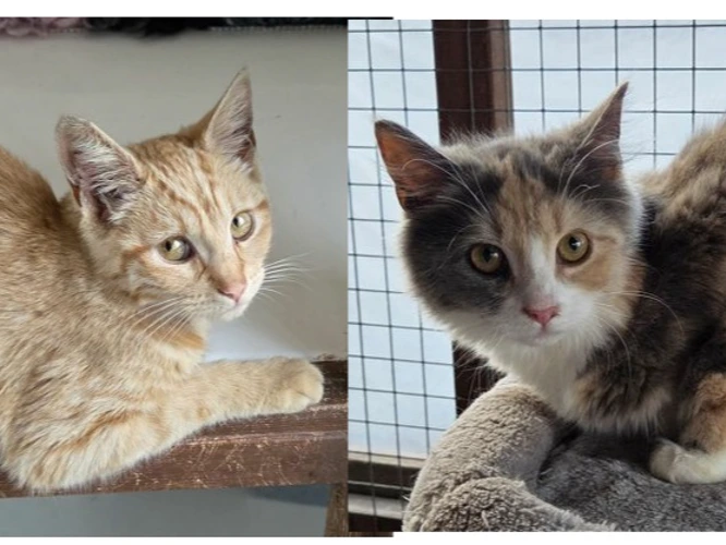 Tango and Tara