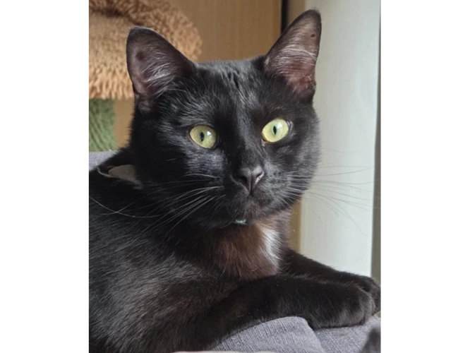 Kyro