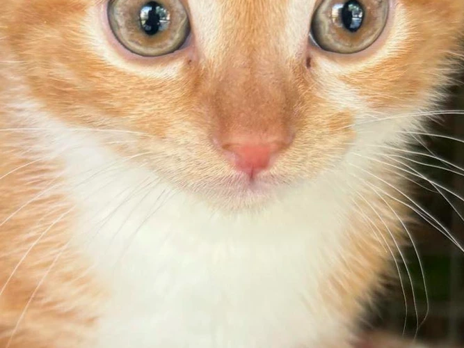 TC (Top Cat)