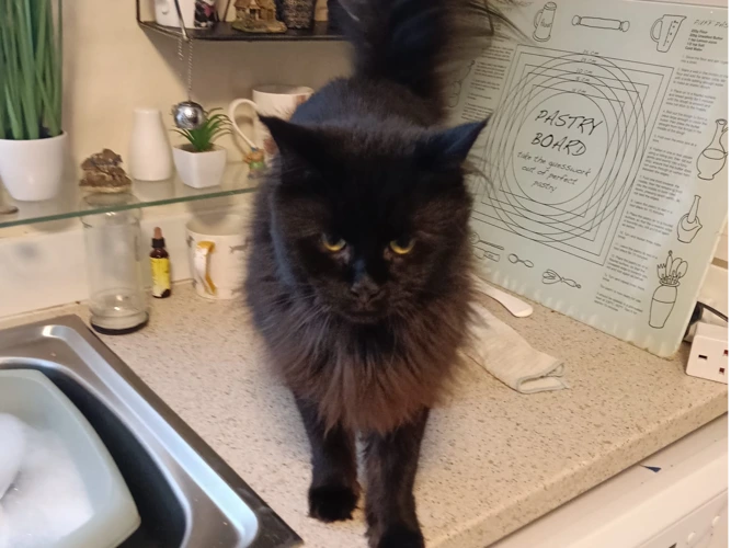 Lulu