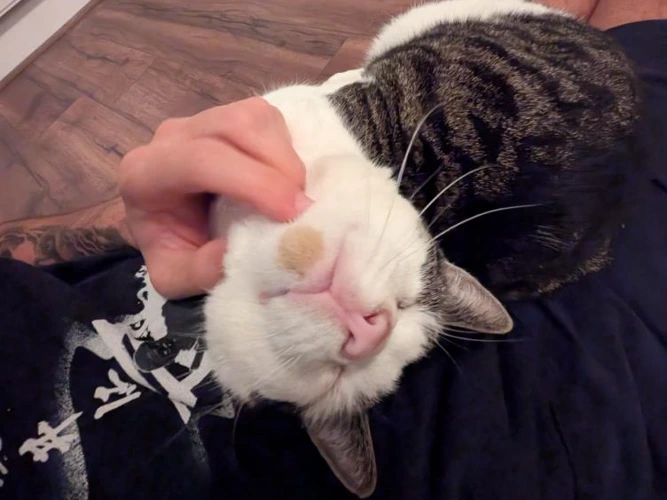 5-year-old Remy