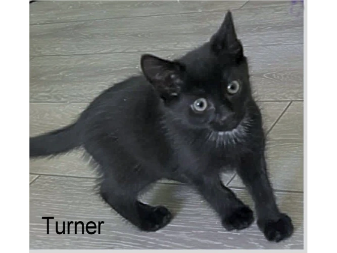 TURNER