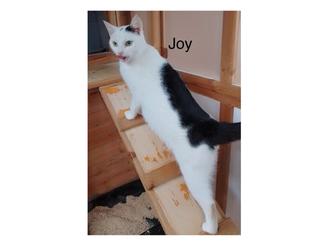 Joy