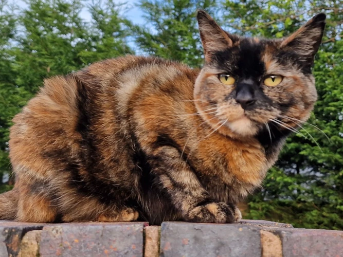 Marmalade