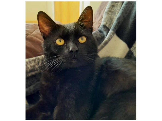 Rupert (and Rodger)