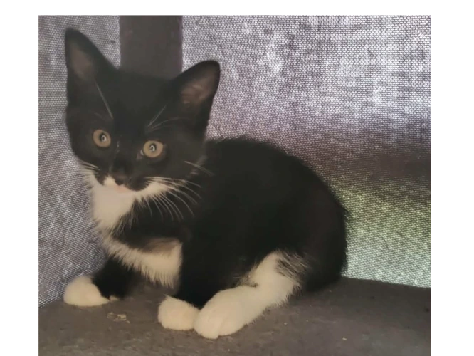 Beautiful litter of Tuxedo/Ginger kittens