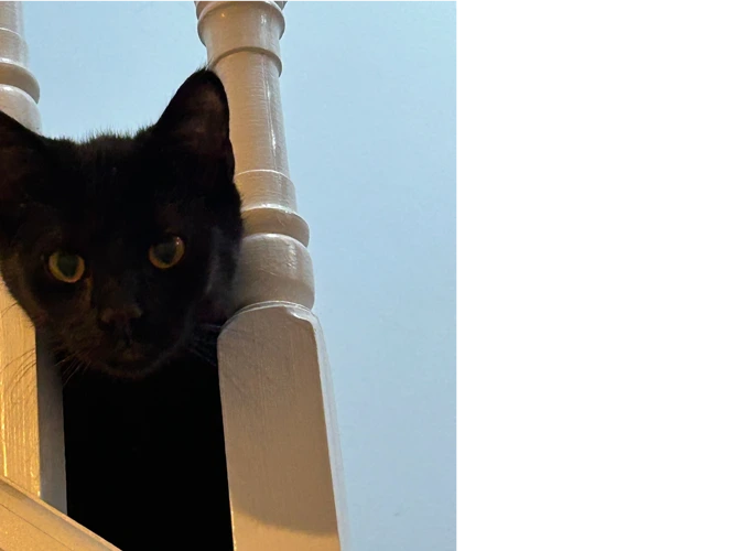 Merlin of Merlin & Saffron