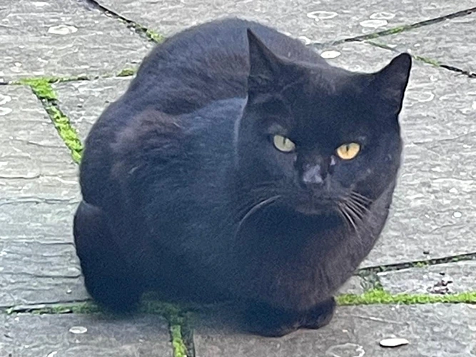 Debbie - OUTDOOR HOME NEEDED