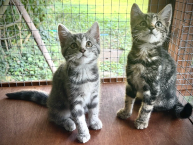Amelia & Polo