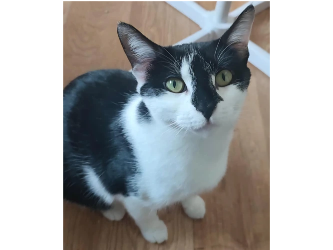 MOLLY