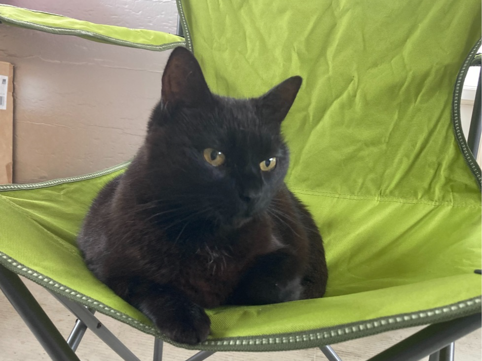 TEAH — Domestic Cat